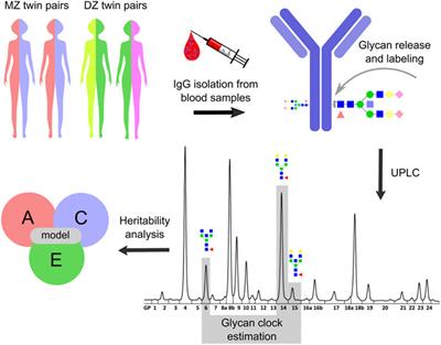 Heritability of the glycan clock of biological age